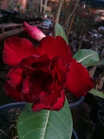 Rosas Do Deserto