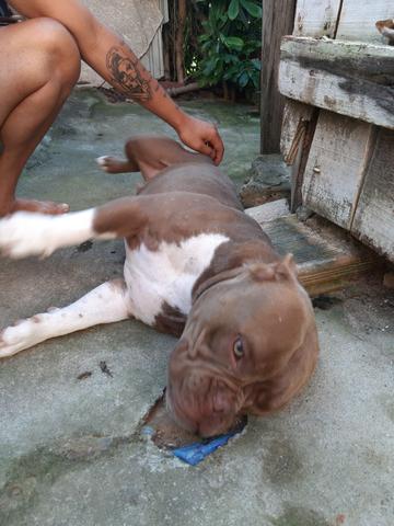 E só hj em de 1000 por 800 american bully poket muinto top