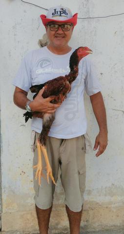 Galos Índio Gigante Bahia 71- * - Foto 6