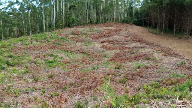 Sítio com área 183.477m², nascente, muita natureza, privacidade. Confira - Foto 16