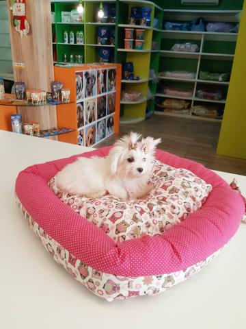 Linda maltes disponível com pedigree