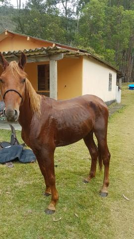 Mangalarga Paulista - Foto 2