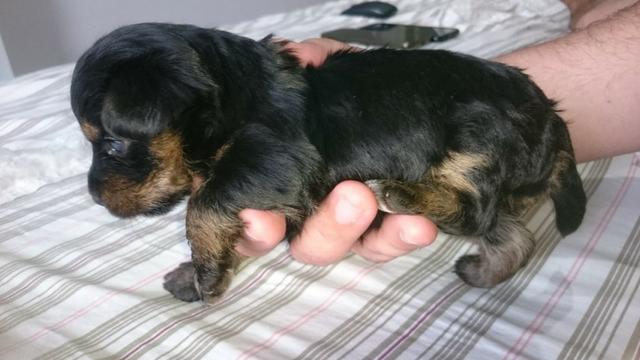 Cachorro Yorkshire Terrier, - Foto 3
