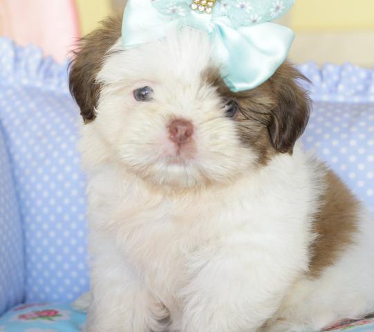 Shihtzu mini e micro padrão europeu