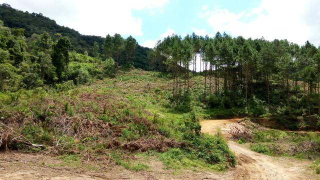 Sítio com área 183.477m², nascente, muita natureza, privacidade. Confira - Foto 5