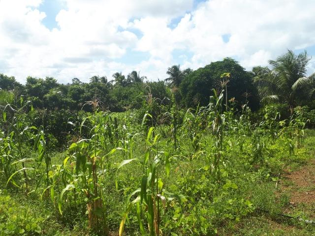 Sítio em Barra do Pojuca 9100m² - Foto 10