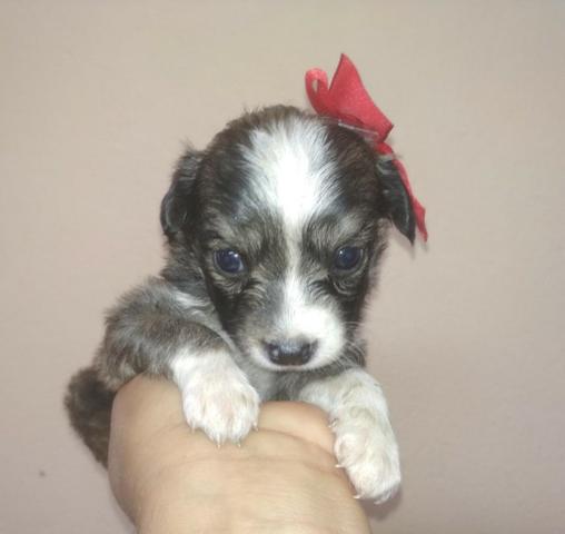 Poodle com york valor 150