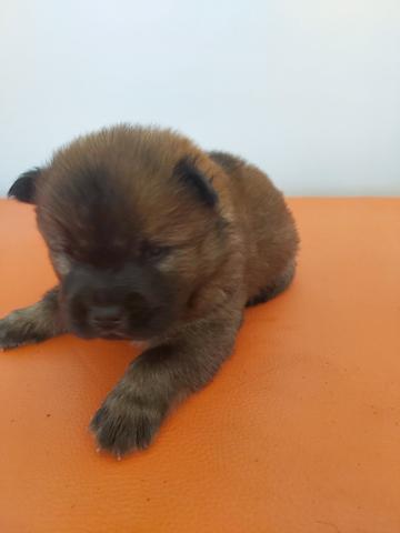Chowchow - Foto 2