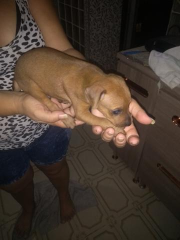 Vendo