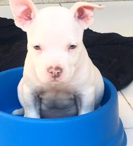 American Bully