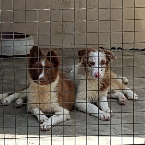 Lindos Machos De Border Collie - Foto 3