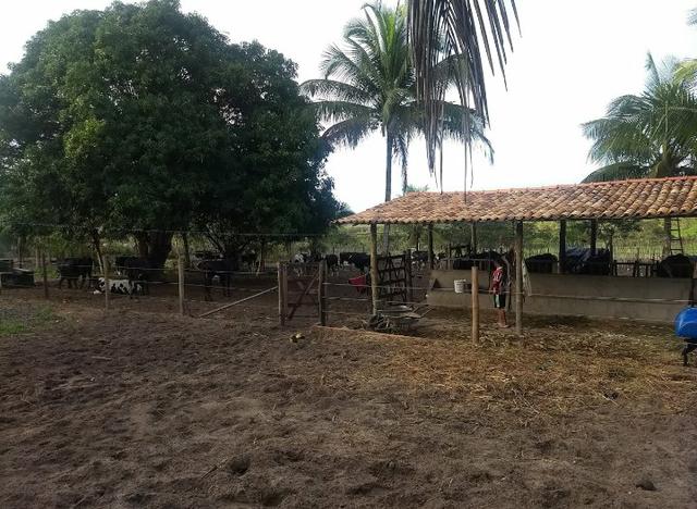 Linda Fazenda em Alagoinhas - Foto 14