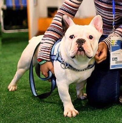 Padreador Bulldog Francês Comprovado - Foto 2