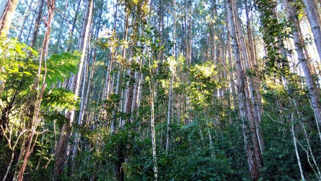 Sítio com área de 259.923,44m², com reflorestamento - Foto 14