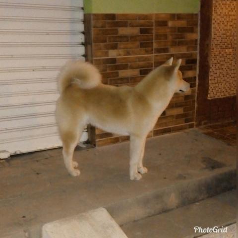 Akita - Foto 4