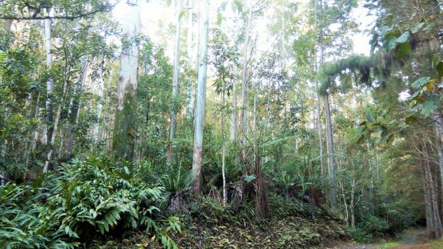 Sítio com área de 259.923,44m², com reflorestamento - Foto 11