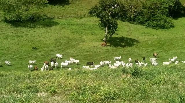 Fazenda em São José da Coroa Grande - Foto 6