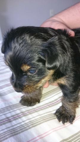 Cachorro Yorkshire Terrier,