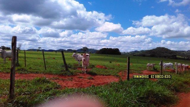Fazenda de 13 alq. em Trindade - Foto 8