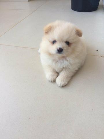Lindos filhotes de Spitz Alemão!!! - Foto 2
