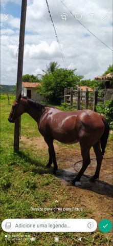 Égua nova  pra vender?