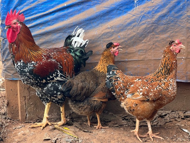 Galinha GSB Balão Sertanejo de Baixa Grande 