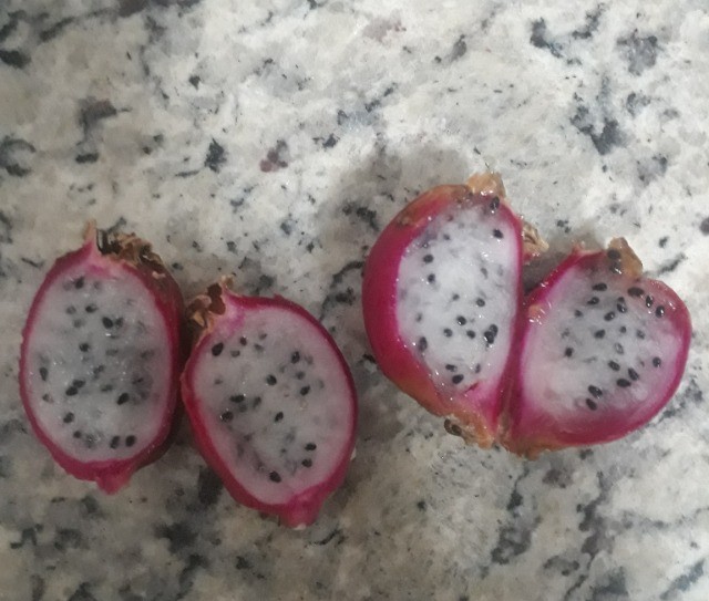 Mudas de Pitaia - Foto 2