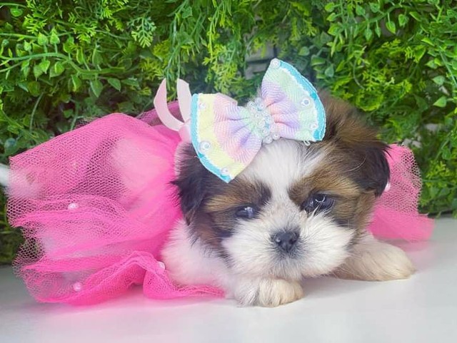 shih tzu mini toy olx