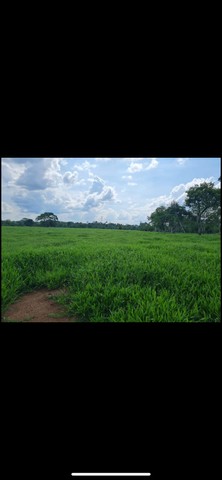 Fazenda germinada  - Foto 2
