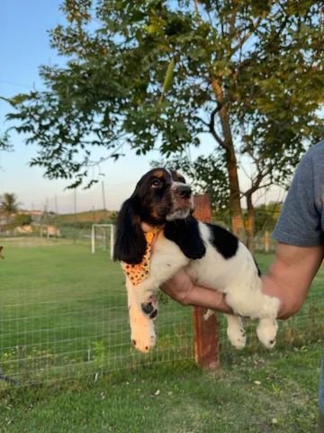 Filhote de Cocker Spaniel Inglês Melhor Preço Sergipe - Filhote de