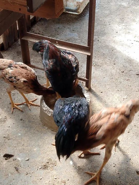 Vendo frangos e galos - Foto 2