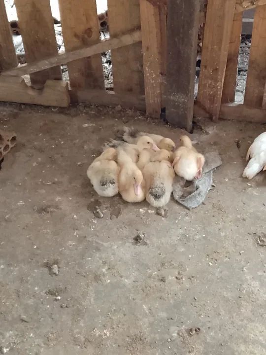 Vendo frangos e galos - Foto 4