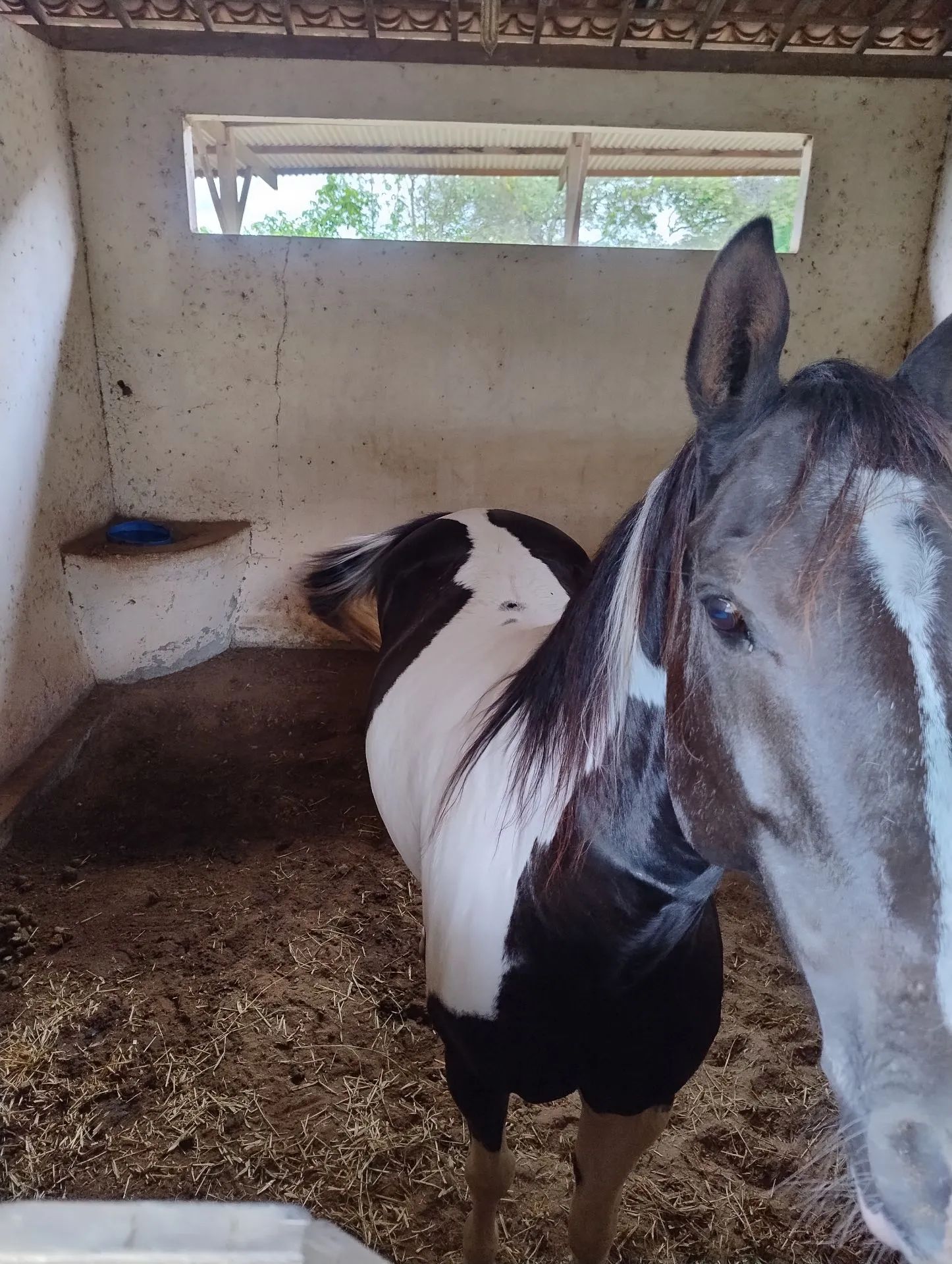 Cavalo Paint Horse - Adulto - Doma - Foto 2