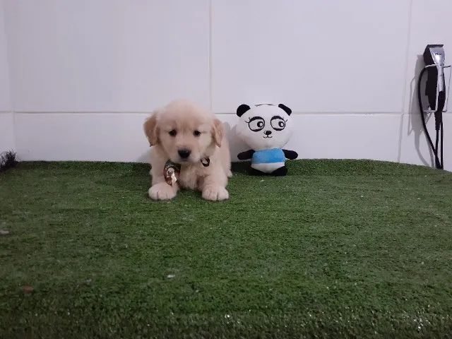 Lindos Golden Retriever Fêmea e Macho - Foto 2