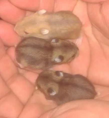 Hamster ? Anão Russo - Foto 4