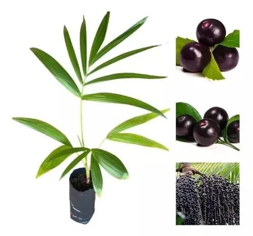 mudas do açaí sete leguas  alta produtividade  50 cm 