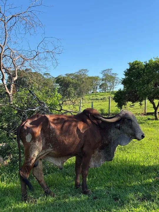 Touro Gir vendo ou troco