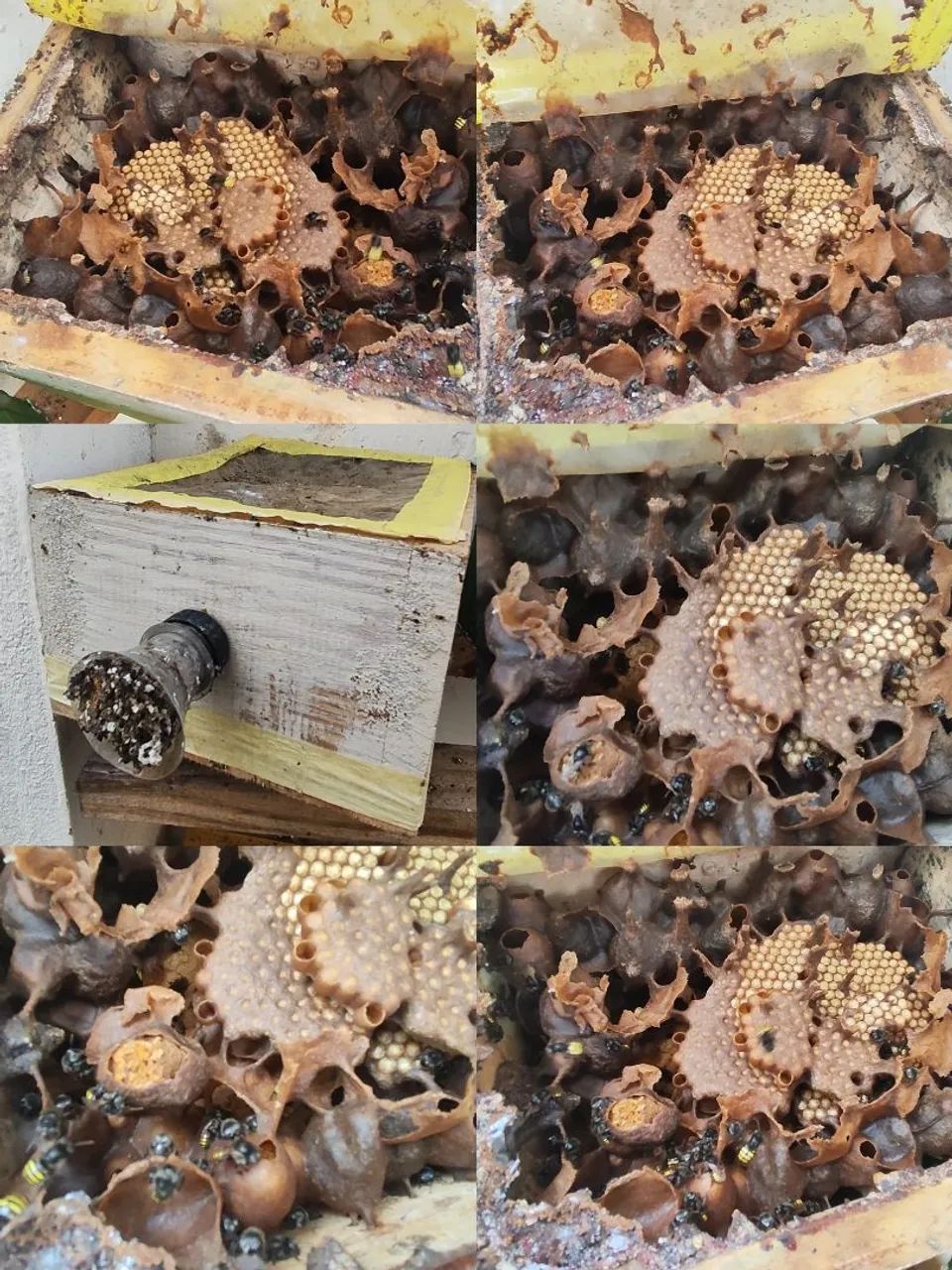  Mel de Abelha Mandaçaia 