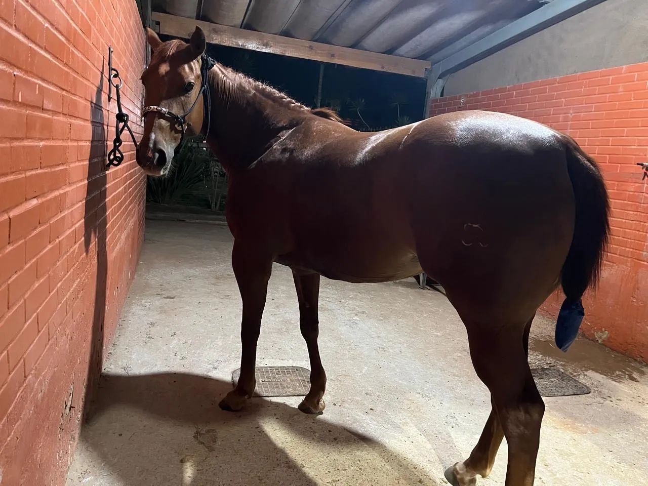 Égua registrada a venda. Quarto de milha  - Foto 6