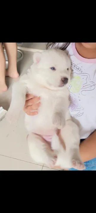 Filhote de husky siberiano 