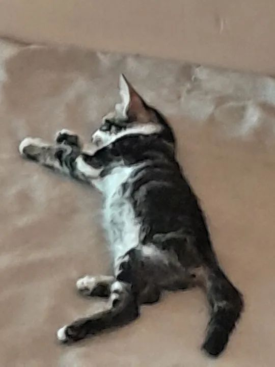 Duas gatinhas fofinhas para adoção! - Foto 4