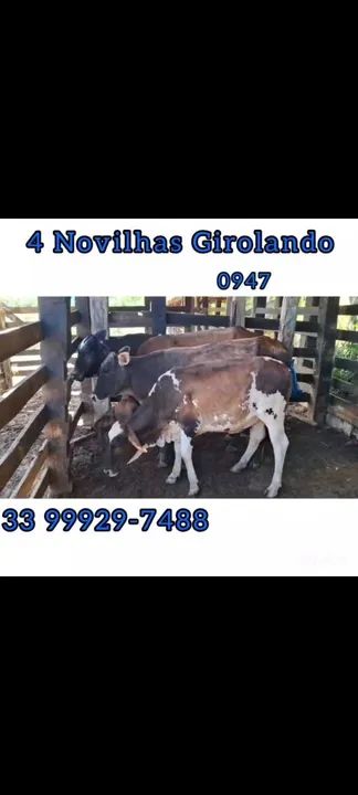4 Novilhas Girlando - Foto 2