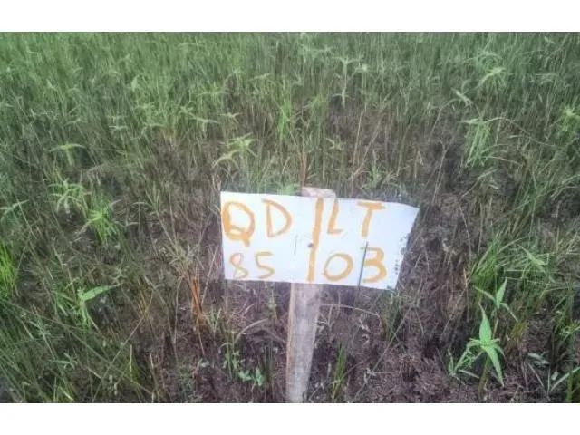 TERRENO RESIDENCIAL em ITAPORANGA D'AJUDA - SE, Loteamento Vila Rica do Abais - Foto 2