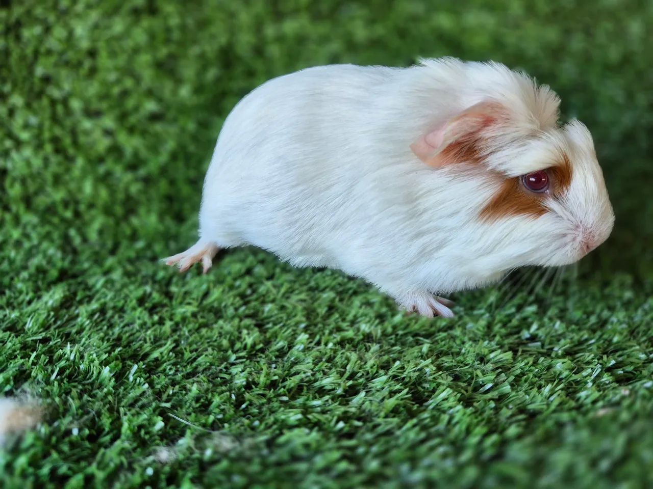 Porquinho da Índia  - Foto 2