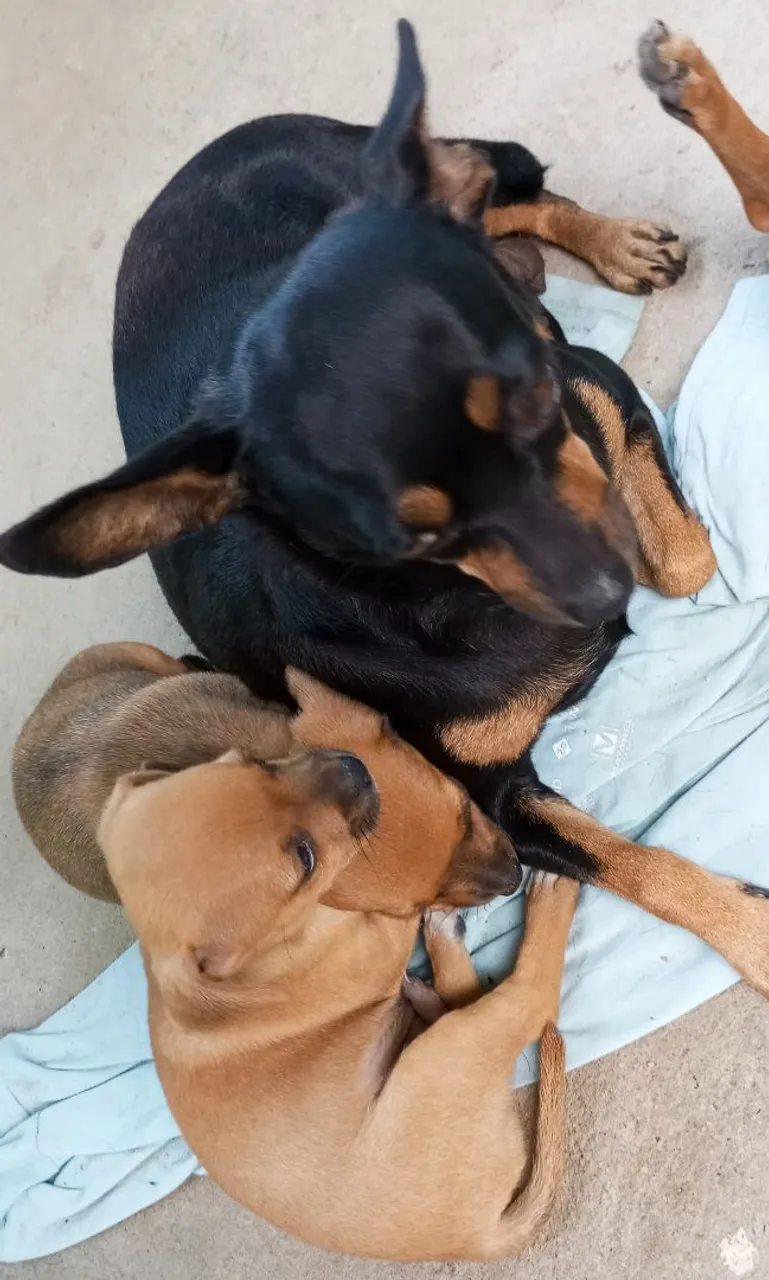 FILHOTE PINSCHER!!