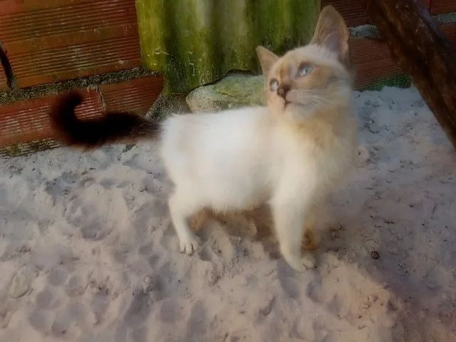 filhote de gato para adoção - Foto 2