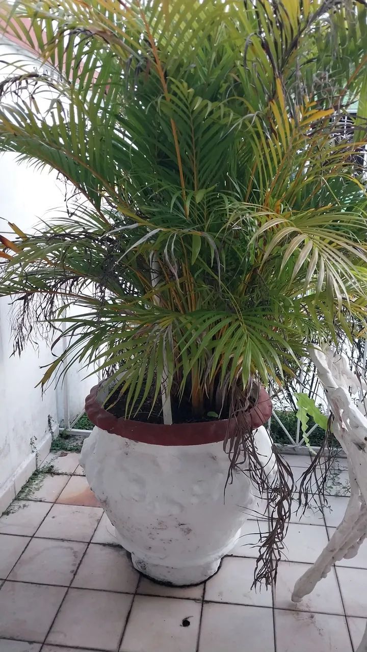 Vaso 64294098971779124