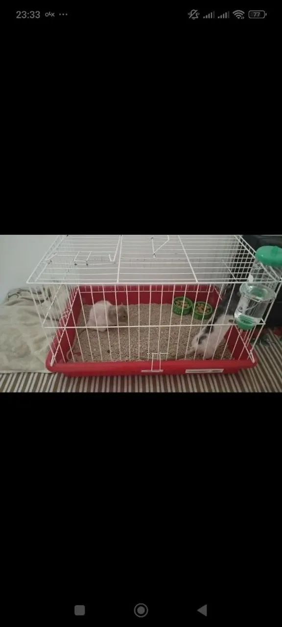Gaiola para roedores