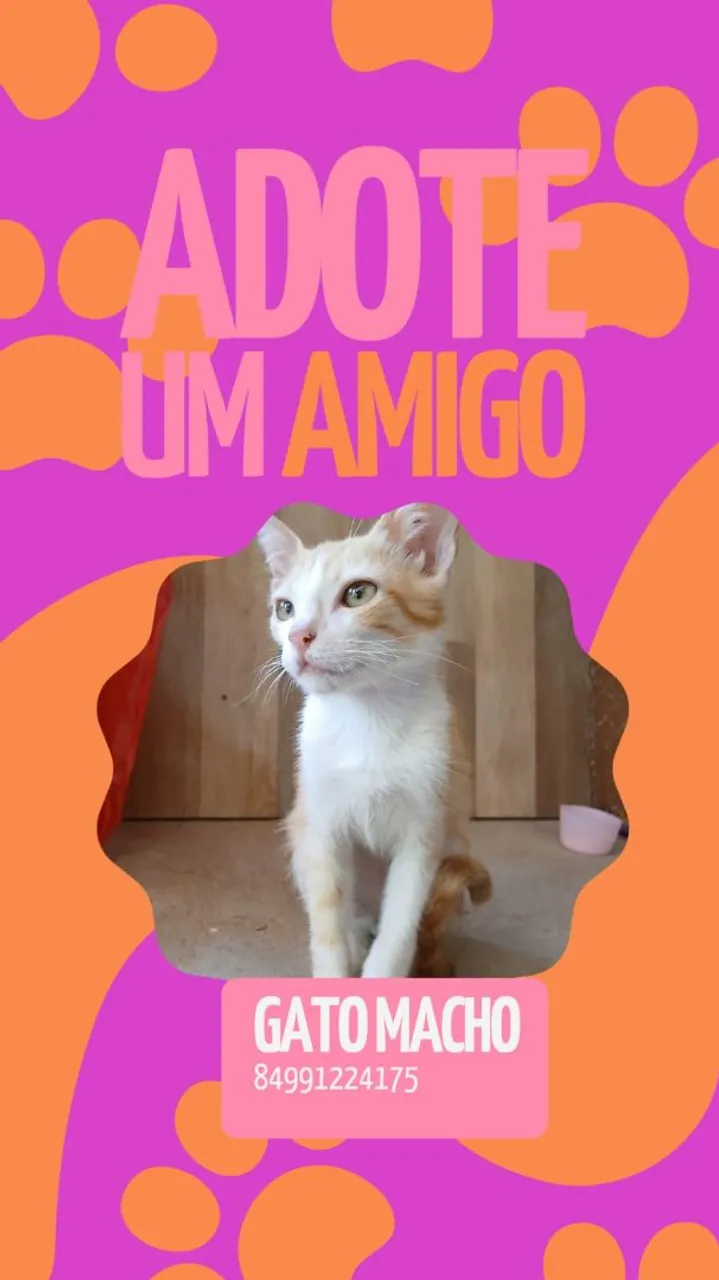 Gatinho macho