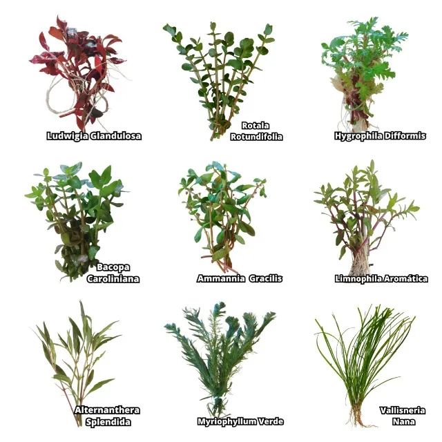 Kit 9 Plantas Naturais Lowtech Aquario 45 Ramos  + Brindes Ludwigia Rotala Bacopa Amania V